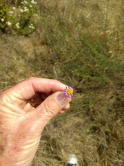 Erigeron foliosus