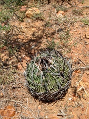 Echinofossulocactus pentacanthus