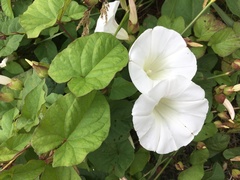 Calystegia × lucana