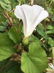 Calystegia × lucana