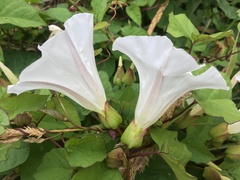 Calystegia × lucana