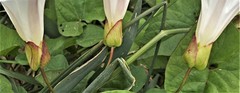 Calystegia × lucana