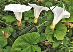 Calystegia × lucana