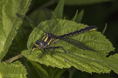 Phanogomphus borealis