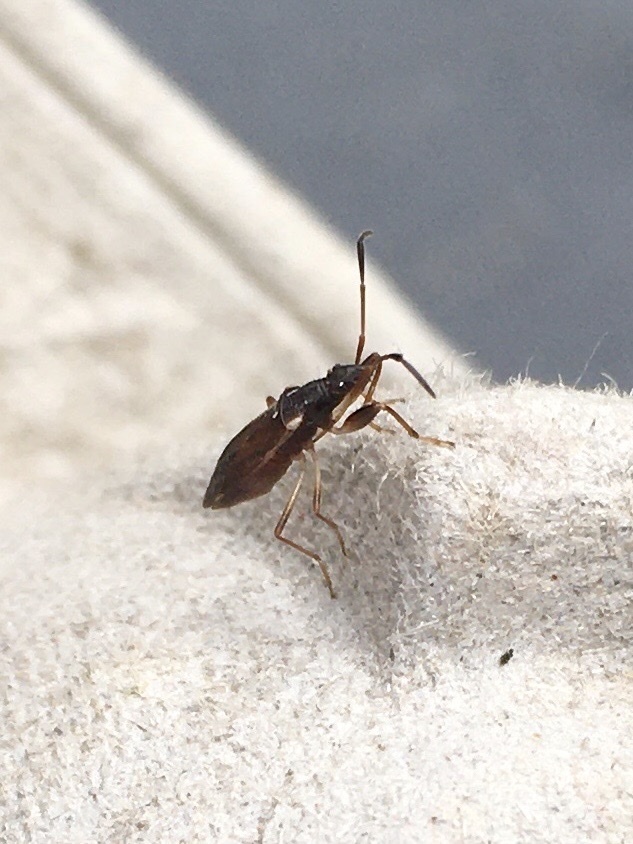 Pseudocnemodus canadensis