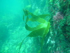 Laminaria ochroleuca