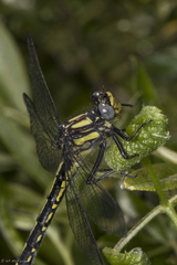 Phanogomphus borealis