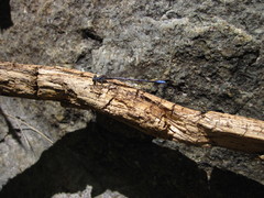 Argia hinei
