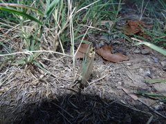 Myrmecaelurus trigrammus