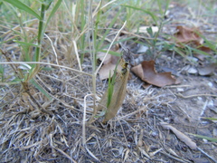 Myrmecaelurus trigrammus