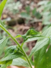 Asphondylia rosulata