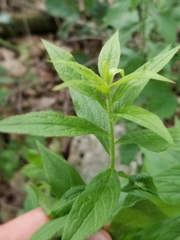 Asphondylia rosulata