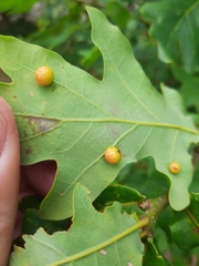 Cynips quercusfolii