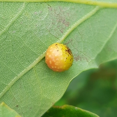 Cynips quercusfolii