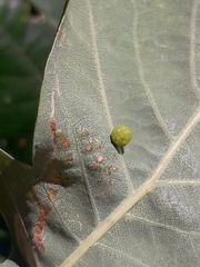 Cynips quercusfolii