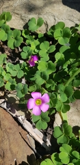 Oxalis imbricata