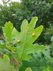 Cynips quercusfolii