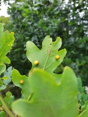 Cynips quercusfolii