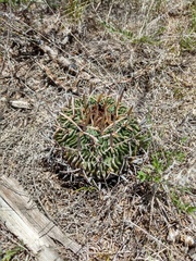Echinofossulocactus pentacanthus