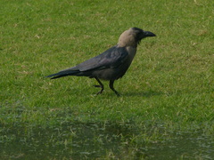 Corvus splendens