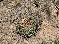 Echinofossulocactus pentacanthus