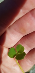Oxalis imbricata