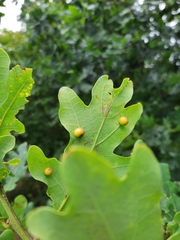Cynips quercusfolii