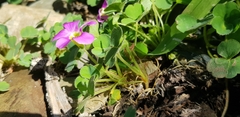 Oxalis imbricata