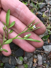 Cardamine umbellata