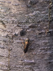 Urocerus flavicornis