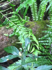 Plestiodon inexpectatus