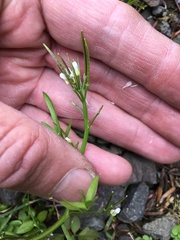 Cardamine umbellata