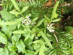 Cardamine umbellata