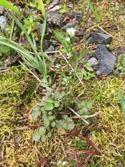 Cardamine umbellata