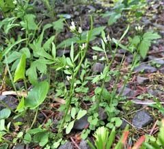 Cardamine umbellata