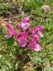Pedicularis gyroflexa