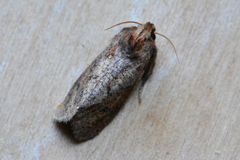 Acrolophus plumifrontella