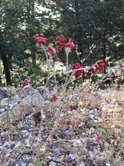 Helichrysum sanguineum
