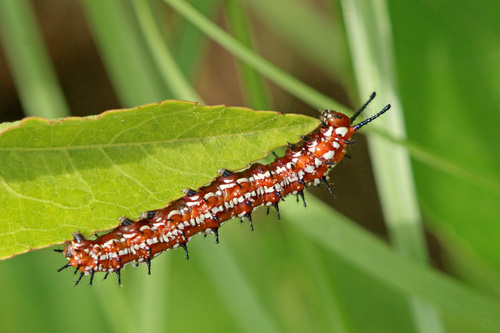 Variegated Fritillary, photo 8 of 8