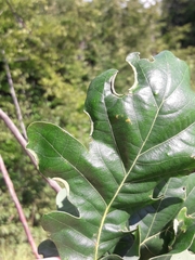 Macrodiplosis roboris