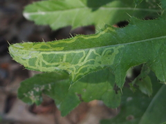 Phytomyza syngenesiae group