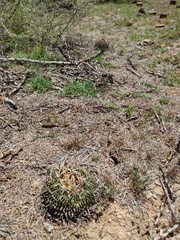 Echinofossulocactus pentacanthus