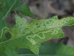 Phytomyza syngenesiae group