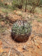 Echinofossulocactus pentacanthus