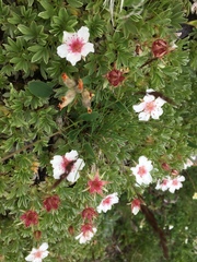 Potentilla nitida