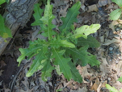 Phytomyza syngenesiae group
