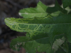 Phytomyza syngenesiae group