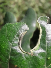 Macrodiplosis roboris