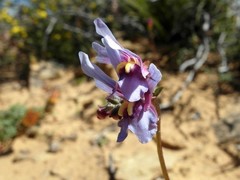 Nemesia azurea