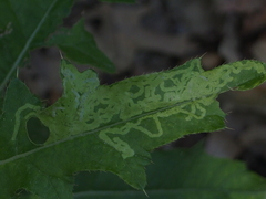 Phytomyza syngenesiae group